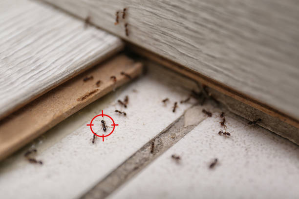 Best Pest Prevention Services  in West Sayville, NY